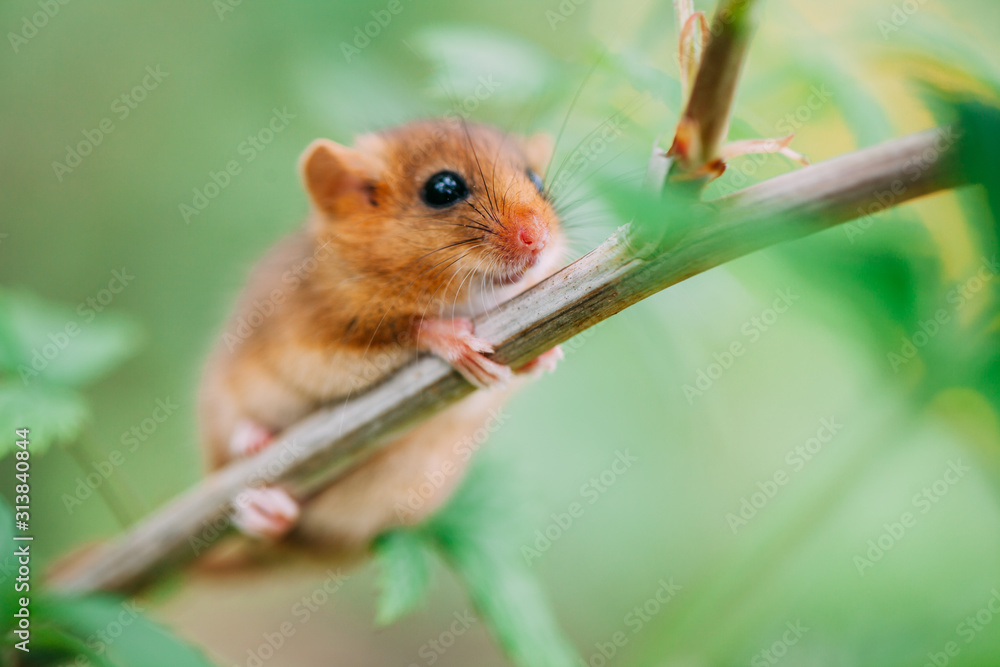 Little hazel dormouse climb the twigs in nature. Muscardinus avellanarius. Little hazel dormouse climb the twigs in nature. Muscardinus avellanarius.