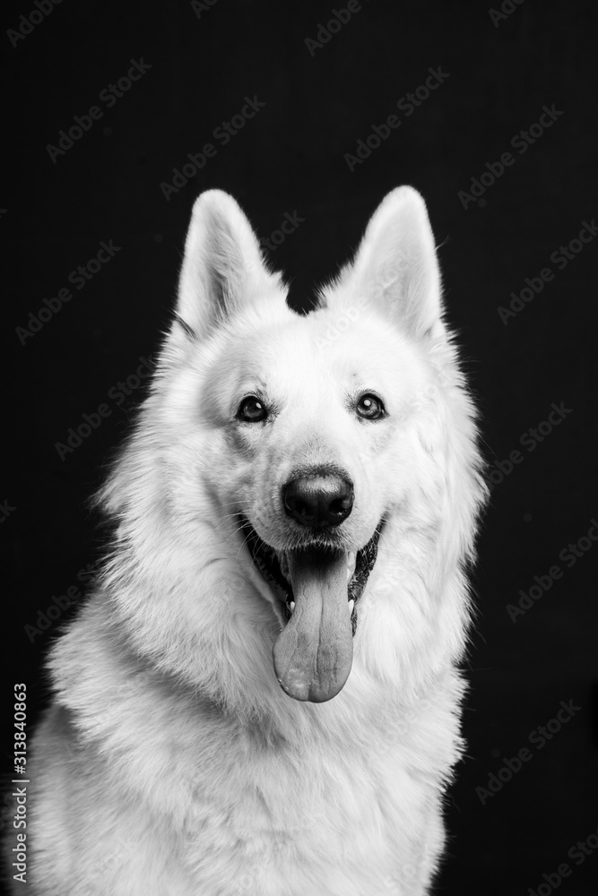 Fototapeta premium Berger blanc suisse en Studio