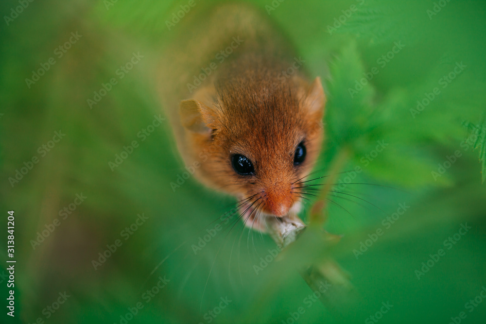 Little hazel dormouse climb the twigs in nature. Muscardinus avellanarius. Little hazel dormouse climb the twigs in nature. Muscardinus avellanarius.