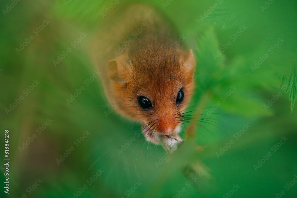 Little hazel dormouse climb the twigs in nature. Muscardinus avellanarius. Little hazel dormouse climb the twigs in nature. Muscardinus avellanarius.