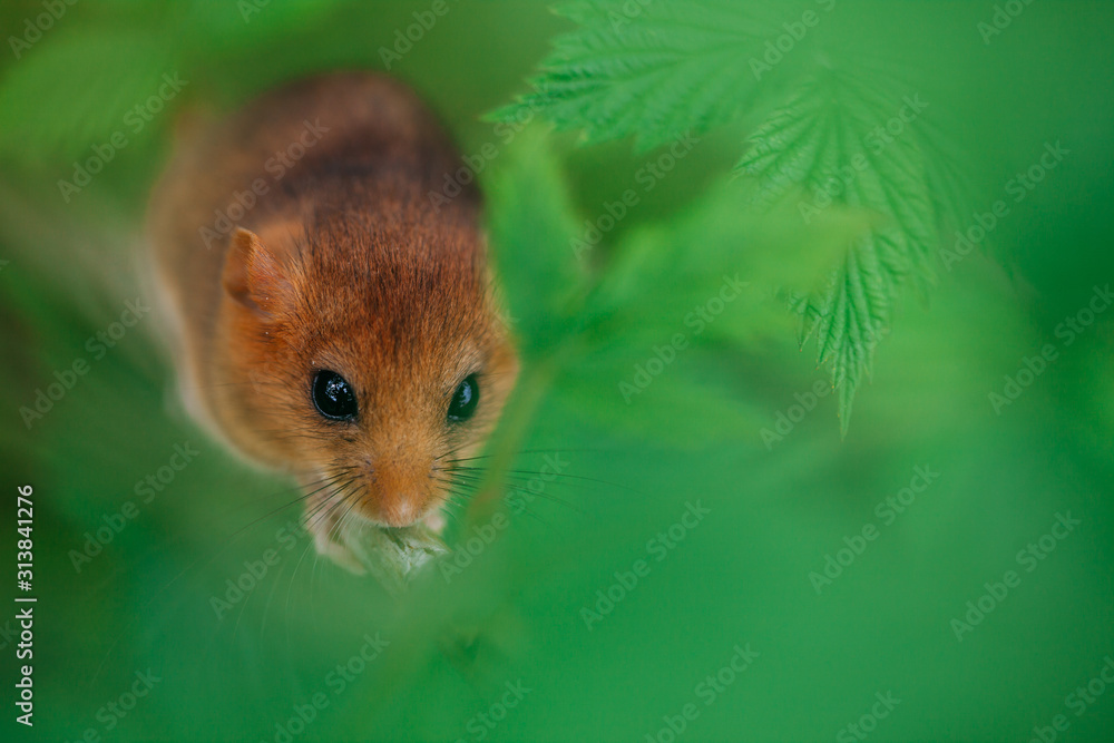 Little hazel dormouse climb the twigs in nature. Muscardinus avellanarius. Little hazel dormouse climb the twigs in nature. Muscardinus avellanarius.