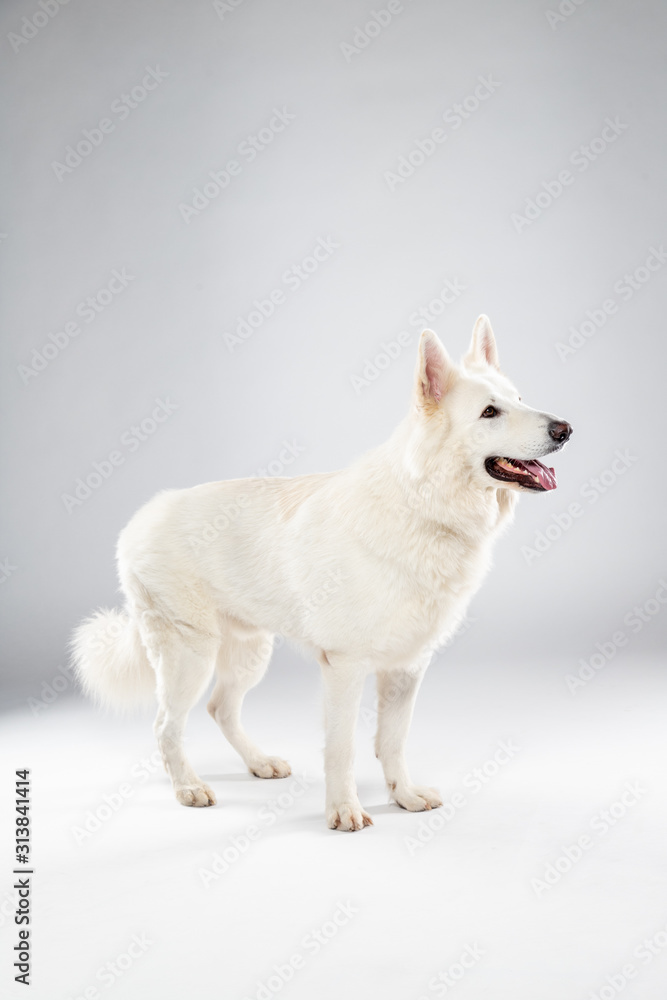 Berger blanc suisse en Studio