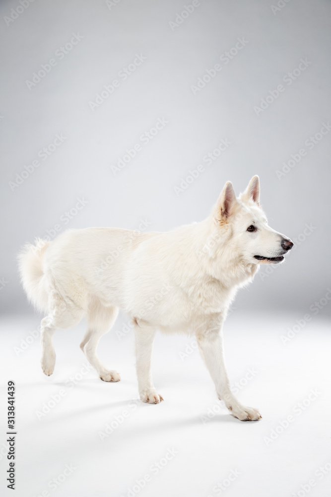 Berger blanc suisse en Studio