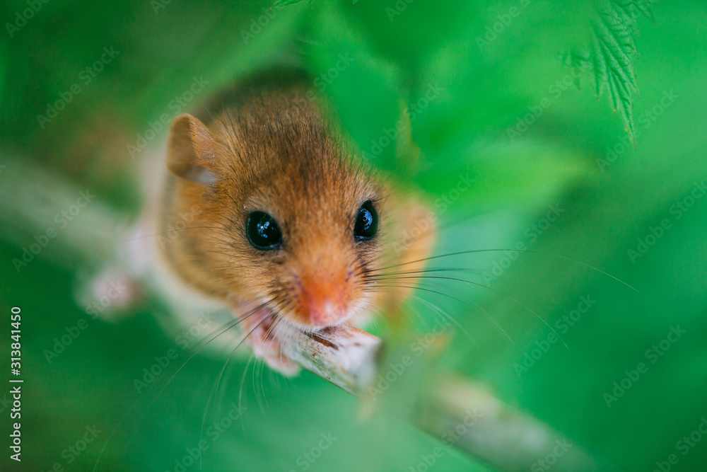 Little hazel dormouse climb the twigs in nature. Muscardinus avellanarius. Little hazel dormouse climb the twigs in nature. Muscardinus avellanarius.