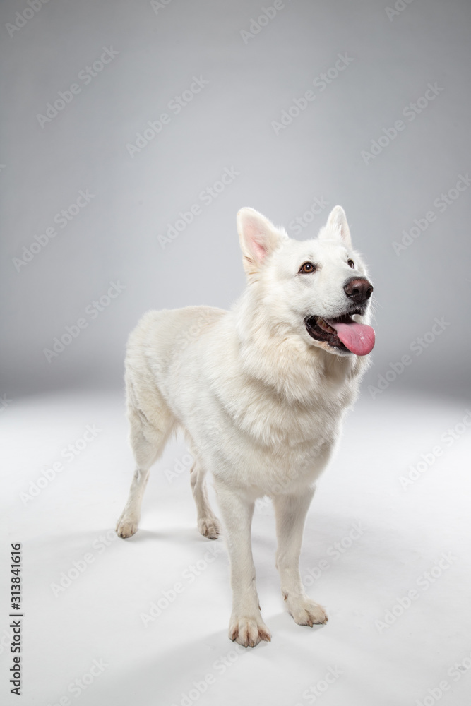 Berger blanc suisse en Studio Berger blanc suisse en Studio