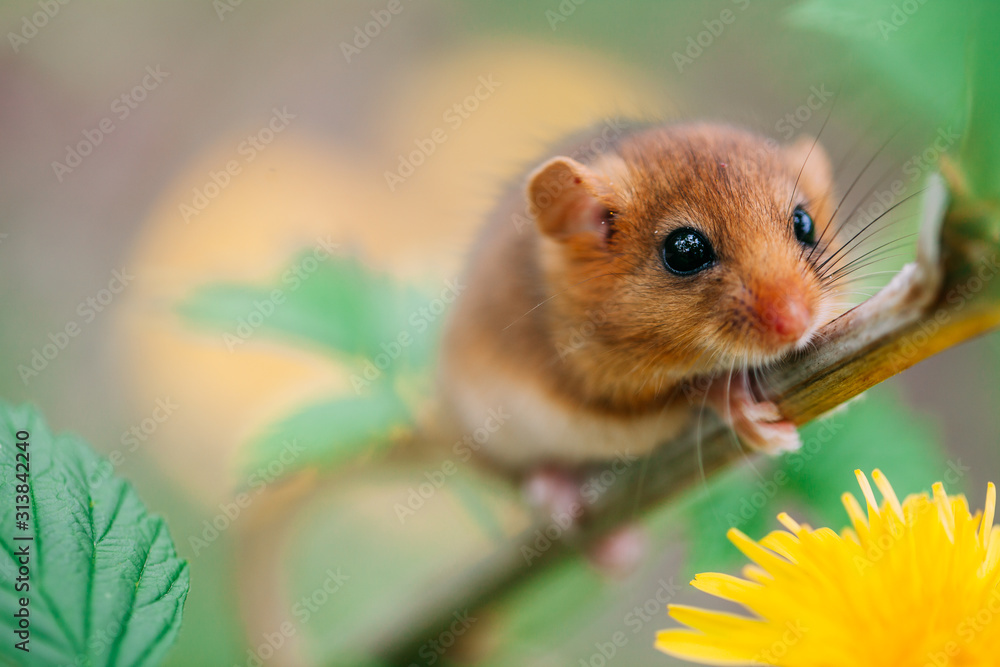 Little hazel dormouse climb the twigs in nature. Muscardinus avellanarius. Little hazel dormouse climb the twigs in nature. Muscardinus avellanarius.