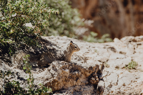 bel écureuil aperçu à Grand Canyon