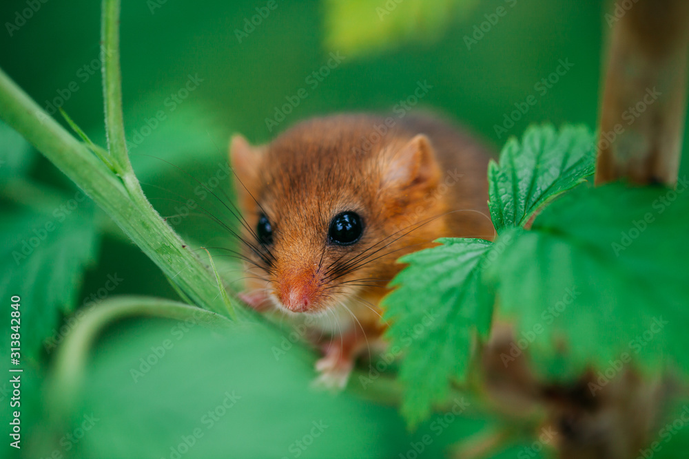 Little hazel dormouse climb the twigs in nature. Muscardinus avellanarius. Endangered animal. Little hazel dormouse climb the twigs in nature. Muscardinus avellanarius. Endangered animal.