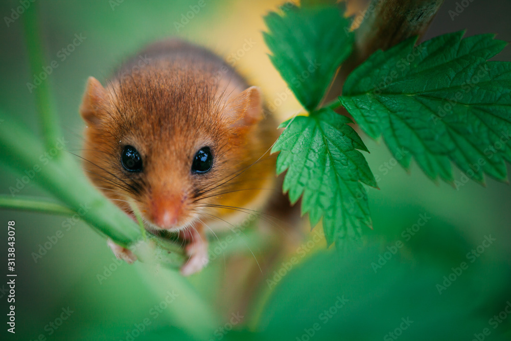 Little hazel dormouse climb the twigs in nature. Muscardinus avellanarius. Endangered animal. Little hazel dormouse climb the twigs in nature. Muscardinus avellanarius. Endangered animal.