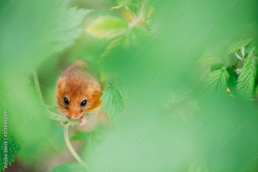 Fototapeta premium Little hazel dormouse climb the twigs in nature. Muscardinus avellanarius. Endangered animal.