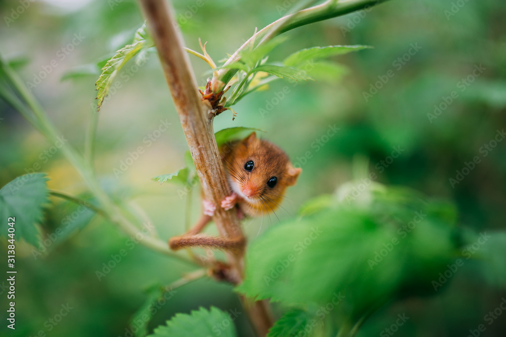 Little hazel dormouse climb the twigs in nature. Muscardinus avellanarius. Endangered animal. Little hazel dormouse climb the twigs in nature. Muscardinus avellanarius. Endangered animal.