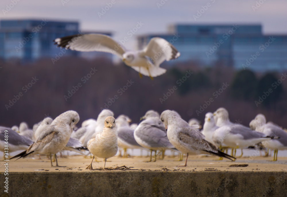 one individual seagull is the first among equals - obrazy, fototapety, plakaty 