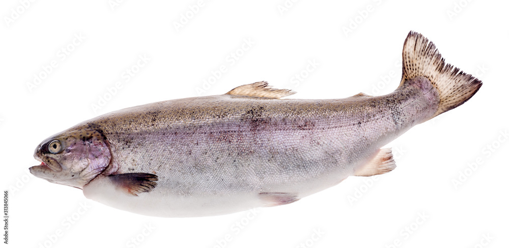 Fototapeta premium large rainbow trout isolated on white