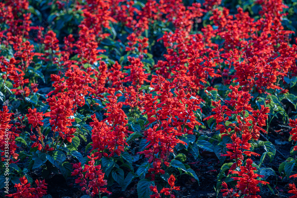 Red Salvia Flower in the garden.Beautiful red flower in the garden.Selective focus flower.Sage flower or Scarlet Sage. Red Salvia Flower in the garden.Beautiful red flower in the garden.Selective focus flower.Sage flower or Scarlet Sage.