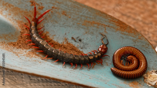 фотографія Centipede and millipede on garden tool