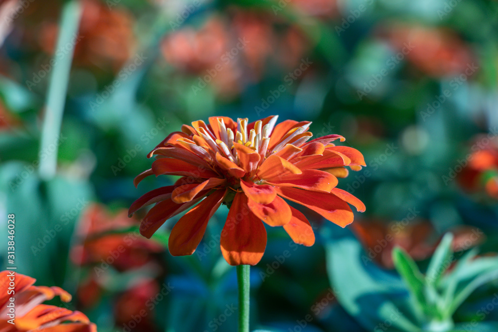 Beautiful Orange Common Zinnia Flower Zinnia Elegans In The Garden Selective Focus Youth And Age Flower Close Up On Blurred Background Stock Photo Adobe Stock