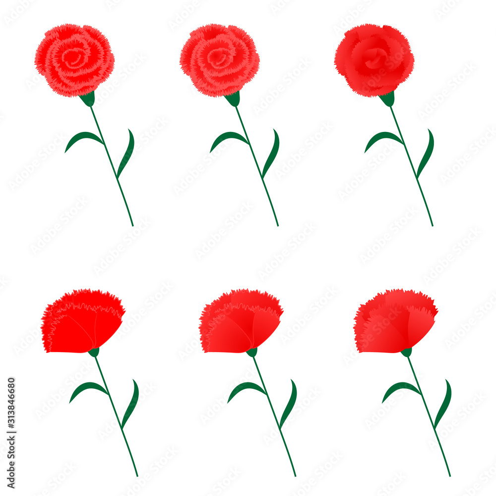 Variation set of carnation illustration