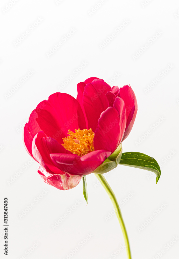 Obraz premium fresh peony flower on the white background