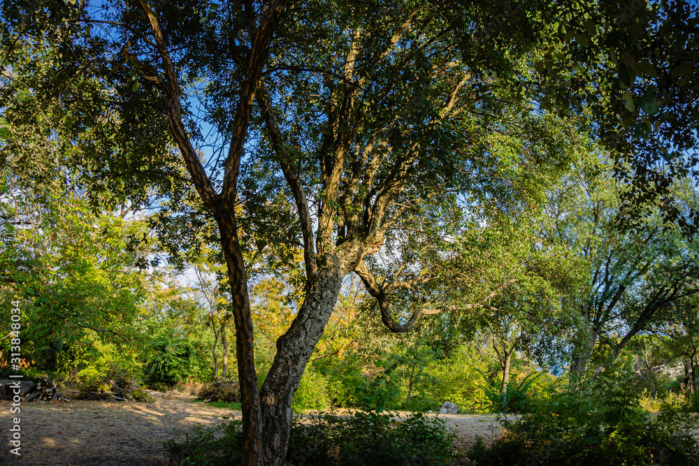 Quercus suber, commonly called cork oak, is a medium-sized evergreen oak in the Quercus section at the edge of a large clearing in Massandra Park in Crimea. Nature concept for design. Quercus suber, commonly called cork oak, is a medium-sized evergreen oak in the Quercus section at the edge of a large clearing in Massandra Park in Crimea. Nature concept for design.