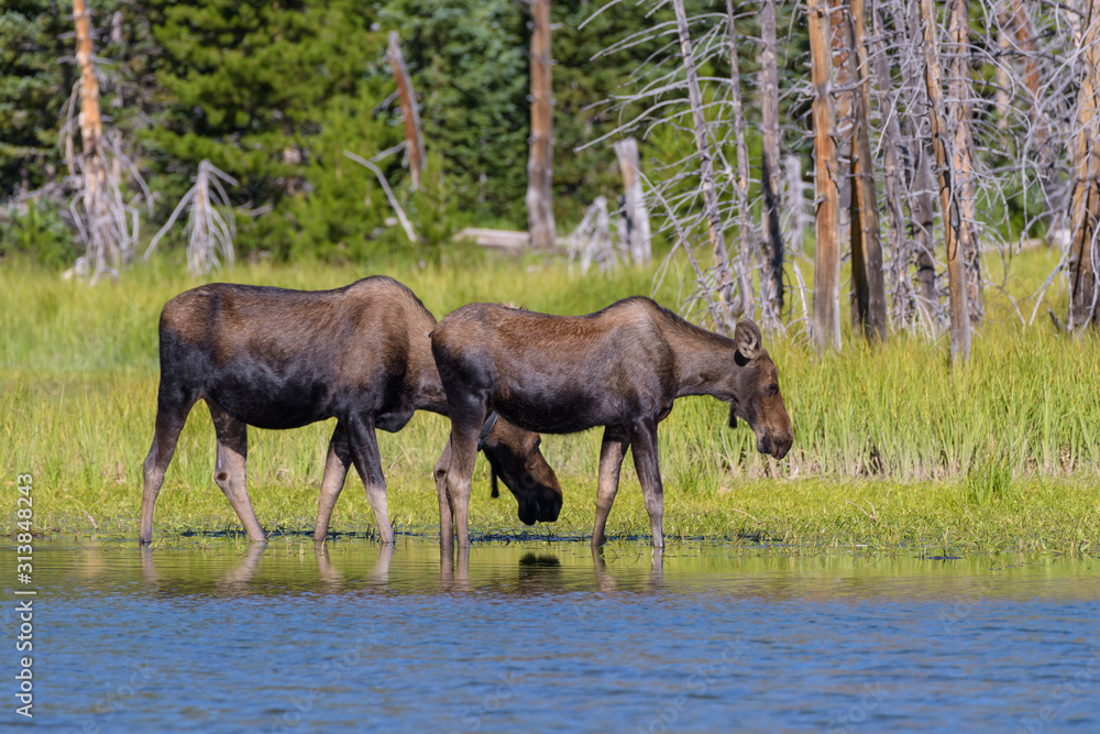 Fototapeta premium Shiras Moose in the Rocky Mountains of Colorado