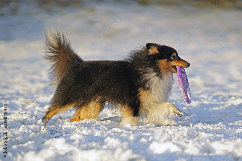 Toy Shelties Wow Blog