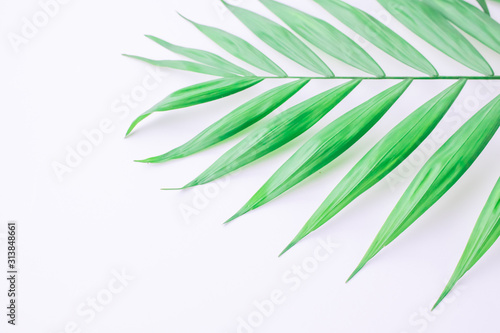 tropical palm branch on a white background  flat lay  top view