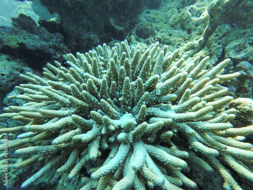 colorful underwater coral reef photo