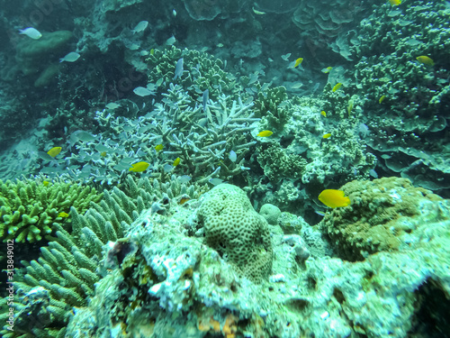 colorful underwater coral reef