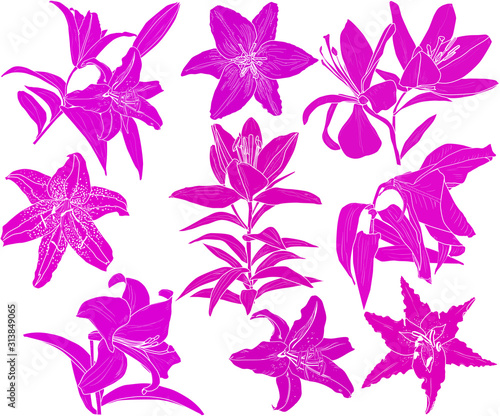 pink lily flowers nine silhouettes isolated on white