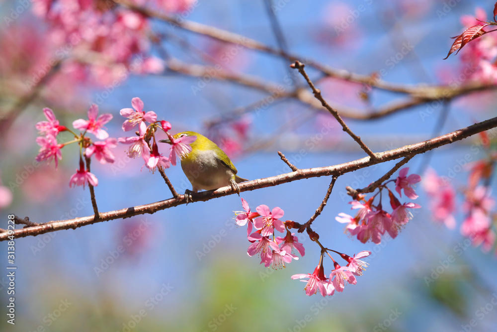 Wild Himalayan Cherry beautiful flowers with cute bird in winter seasonal Northern of Thailand Wild Himalayan Cherry beautiful flowers with cute bird in winter seasonal Northern of Thailand