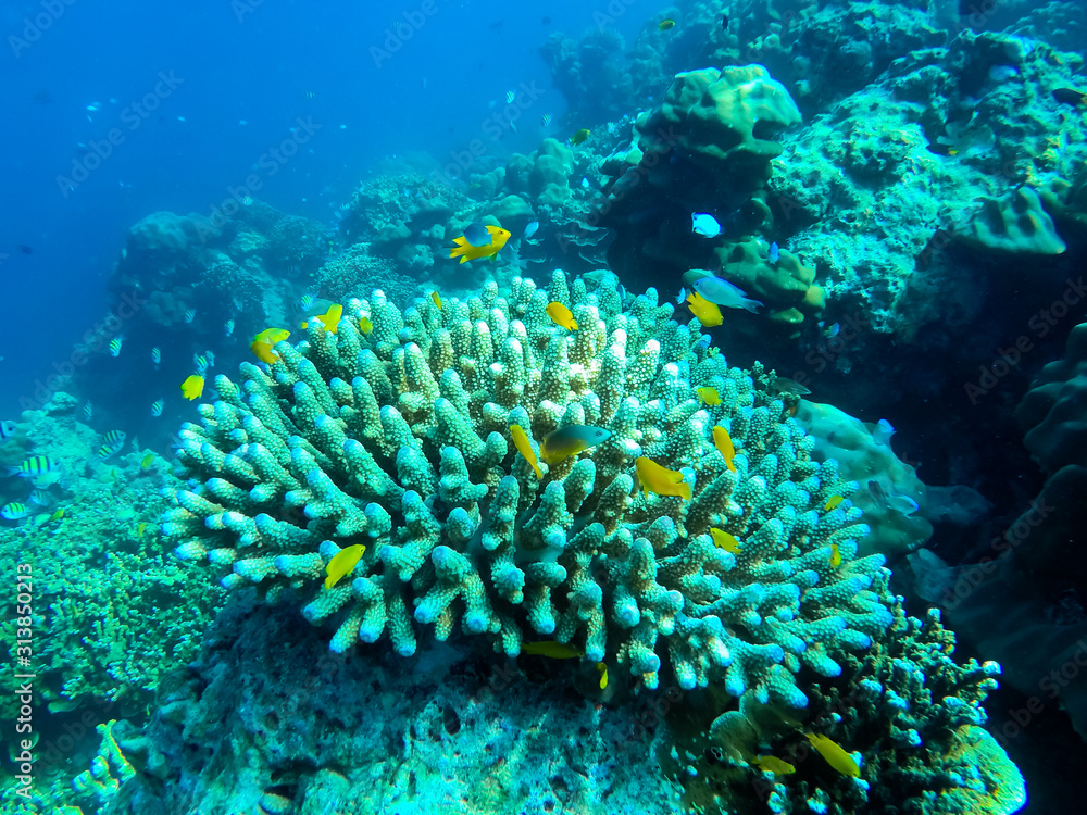 Fototapeta premium colorful underwater coral reef