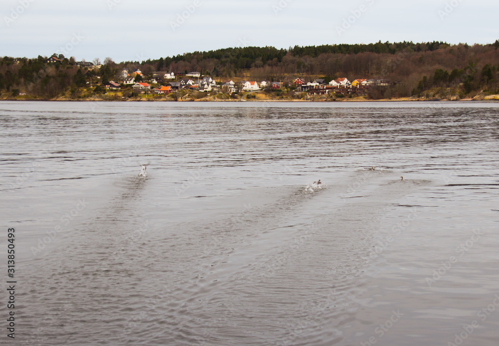 coast swimming ducks coast swimming ducks