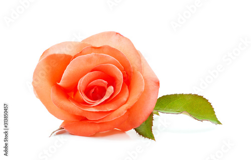 Beautiful pink rose.