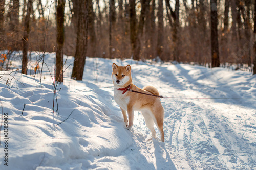 Cute red shiba inu dog standing in the forest in sunny winter day. 