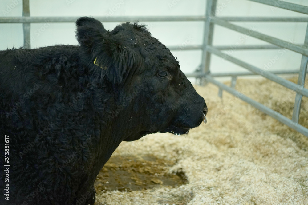 Fototapeta premium A bull in the stall. Agriculture.
