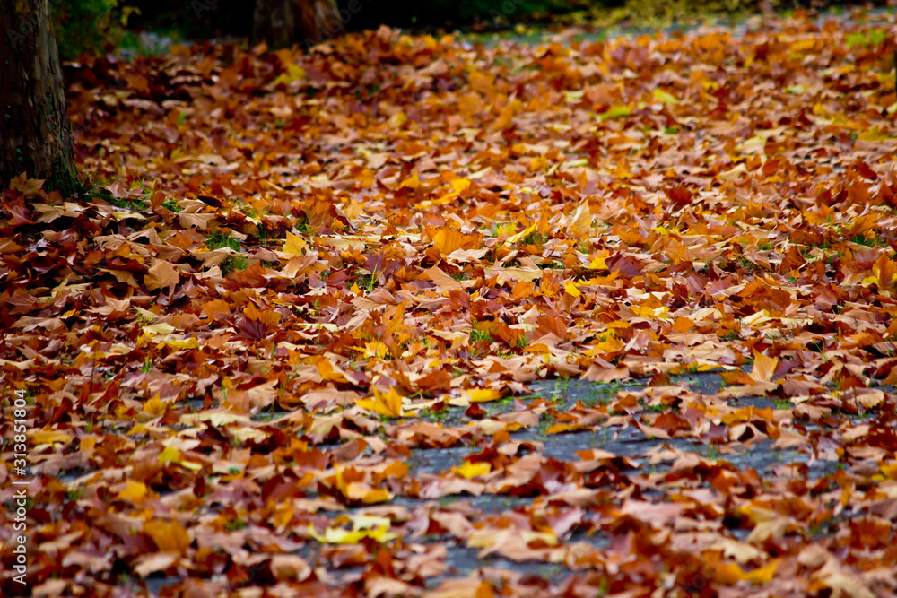 colorful autumn leaves