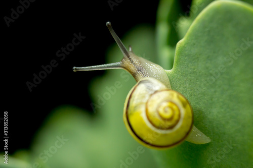 snail with shell on leaf