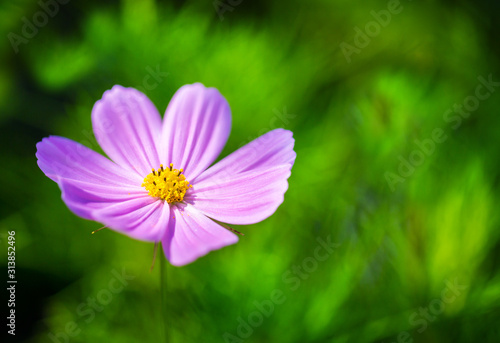 Pink Cosmos flower in soft sunlight on the flower with blurred green natural background  selective focus