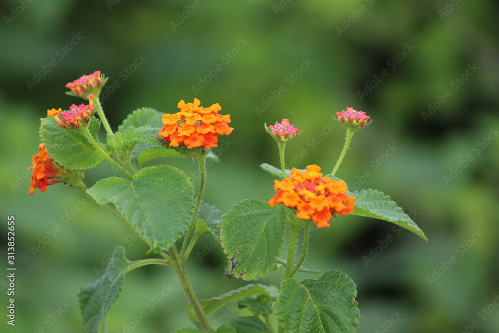 beautiful orange flowers wallpaper and background beautiful orange flowers wallpaper and background