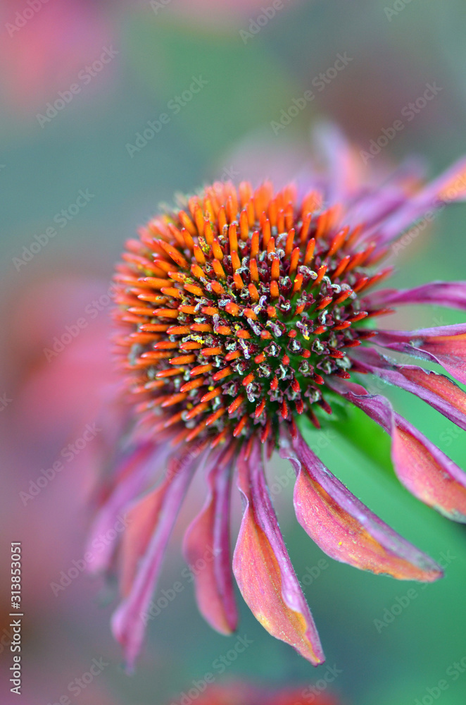 Close up of the head of a pale pink purple coneflower, Echinacea purpurea, family Asteraceae. Shallow depth of field.
