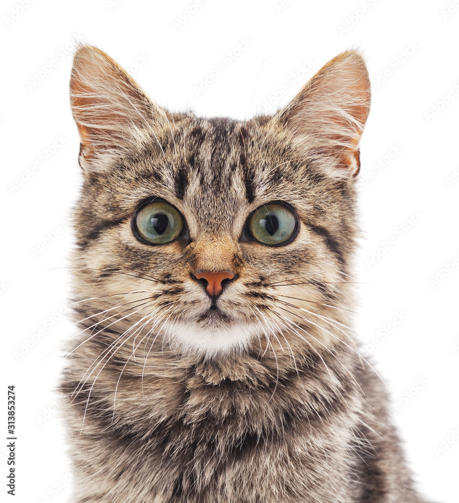 Fototapeta premium Little gray kitten .