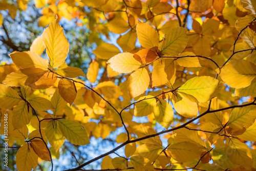 twigs with golden beech leaves in autumn, seasonal background