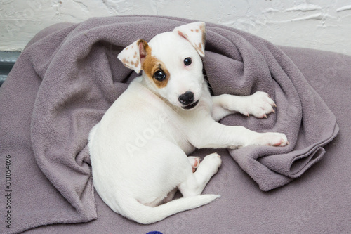 Jack Russell Terrier puppy on white background © zaharov43