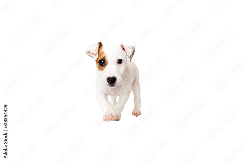 Jack Russell Terrier puppy on white background Jack Russell Terrier puppy on white background