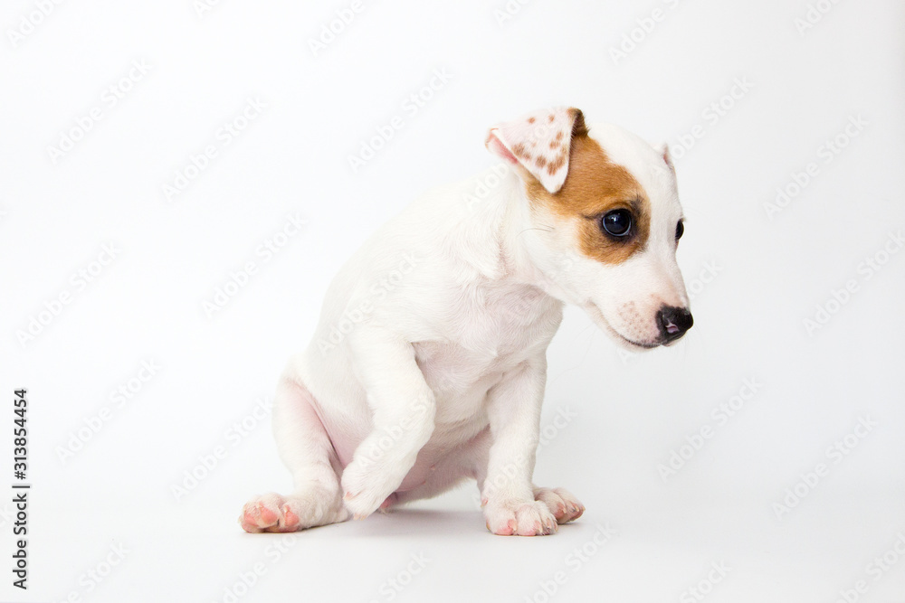 Jack Russell Terrier puppy on white background Jack Russell Terrier puppy on white background