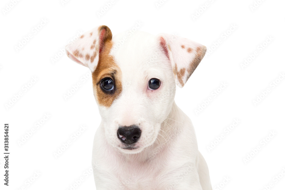 Jack Russell Terrier puppy on white background