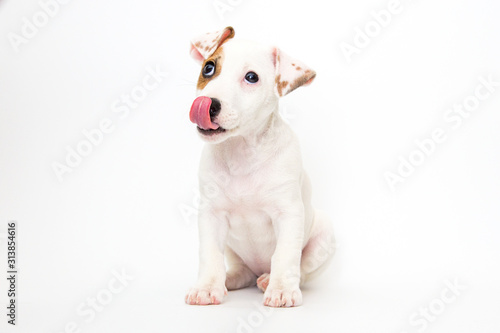 Fotografie, Obraz Jack Russell Terrier puppy on white background