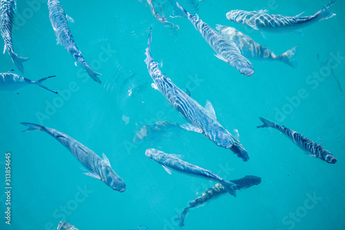 Shoal of fish in seawater, many sea fishes top view, fry in the sea, sea fishes on the water surface, on the surface of the sea water aquamarine azure reflection turquoise blue abstract background © Markus Schmid