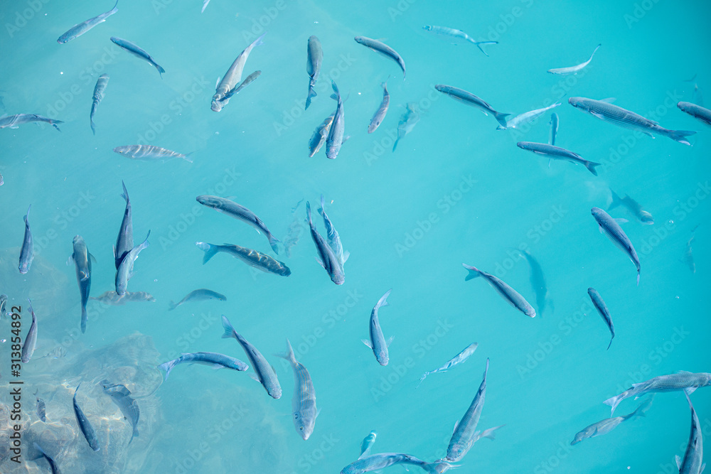 Obraz premium Shoal of fish in seawater, many sea fishes top view, fry in the sea, sea fishes on the water surface, on the surface of the sea water aquamarine azure reflection turquoise blue abstract background