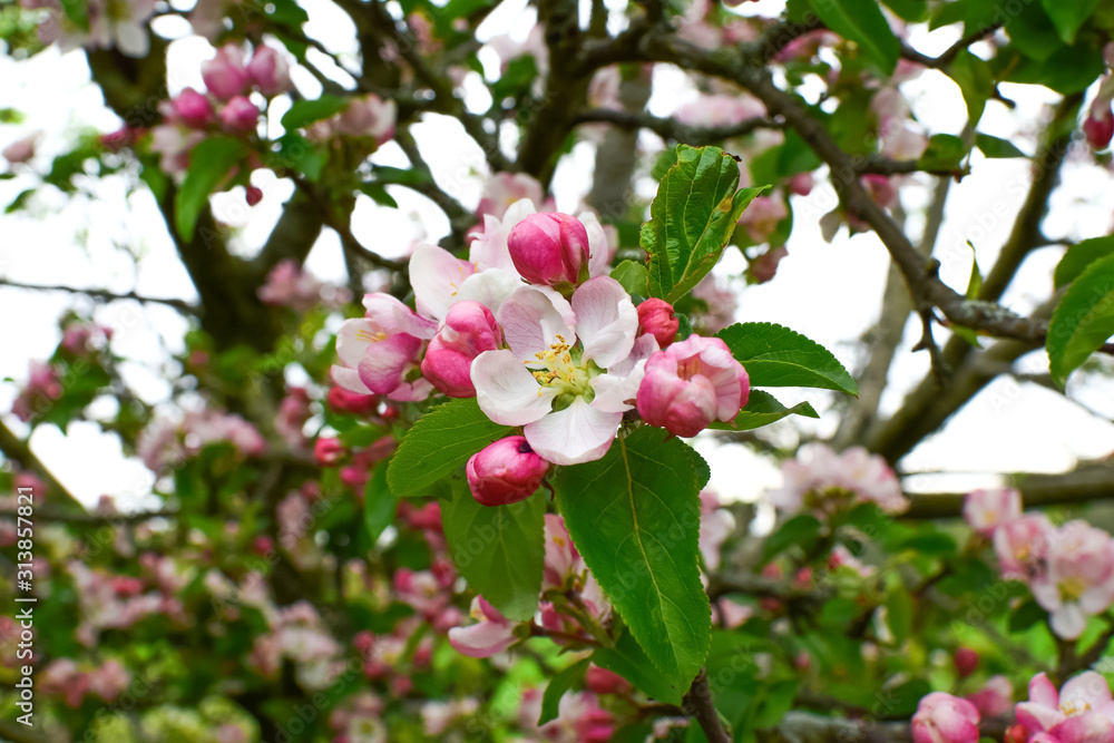 Blooming apple tree in a beautiful garden.  Close-up. Concept. card, postcard, wallpaper, printed products.